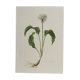Botanical poster, Old illustration "flowers" from the 60s