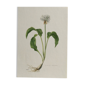 Botanical poster, Old illustration "flowers" from the 60s