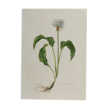 Botanical poster, Old illustration "flowers" from the 60s