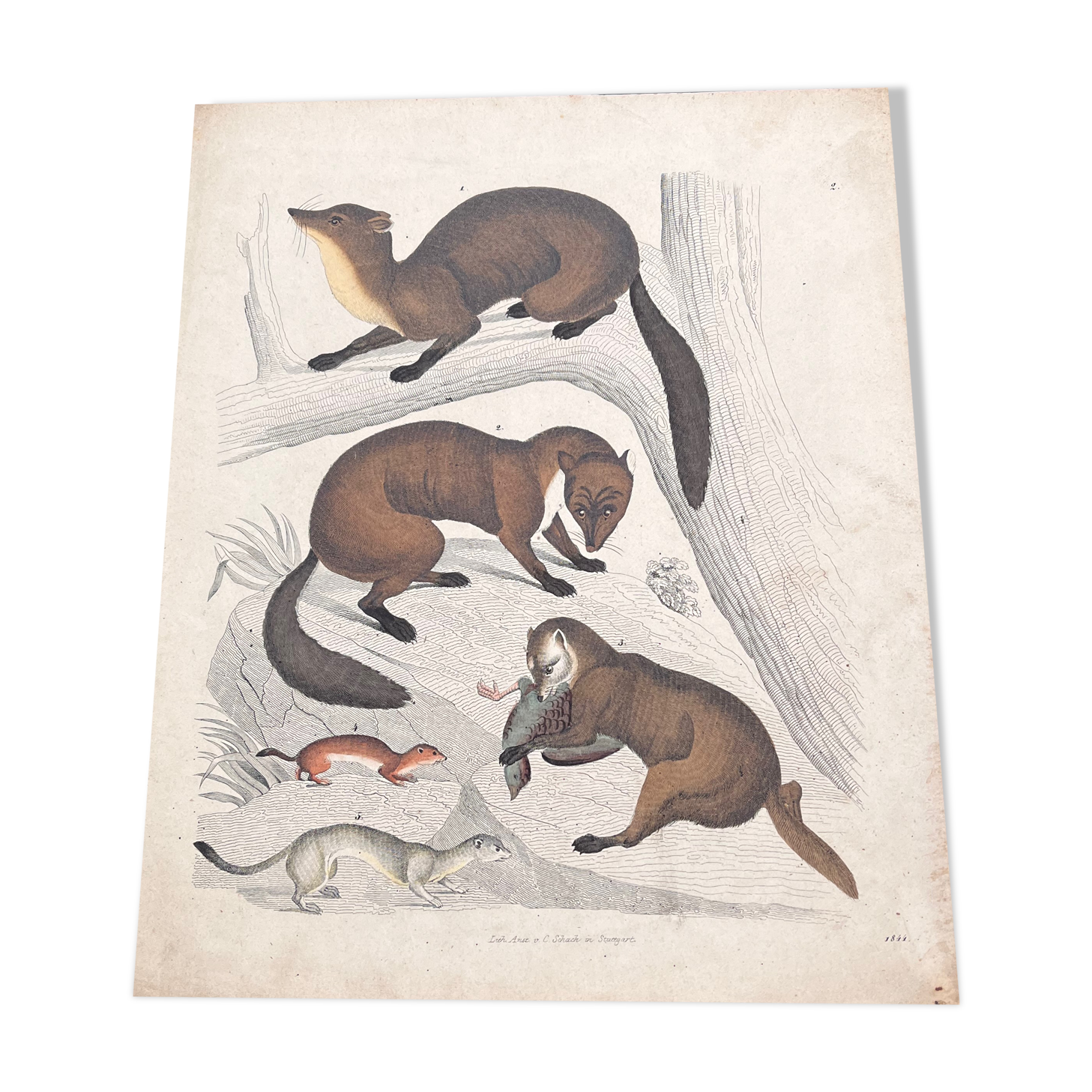 Poster (lithograph) marten and ferret