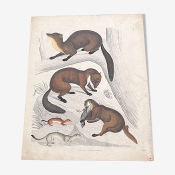 Poster (lithograph) marten and ferret