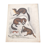 Poster (lithograph) marten and ferret