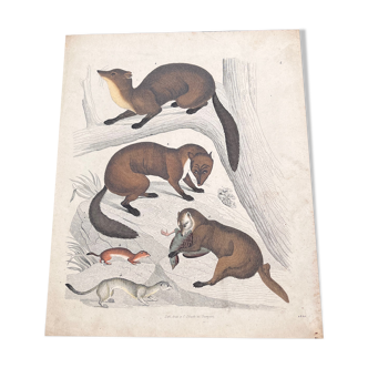 Poster (lithograph) marten and ferret
