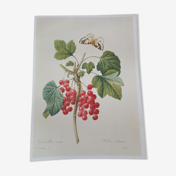 Affiche vintage groseille rouge plante