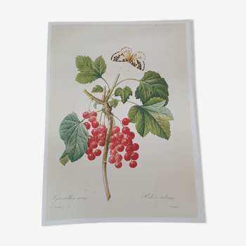 Vintage poster red gooseberry plant