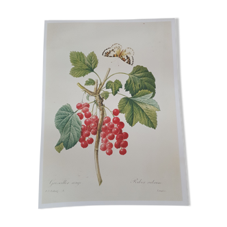 Vintage poster red gooseberry plant