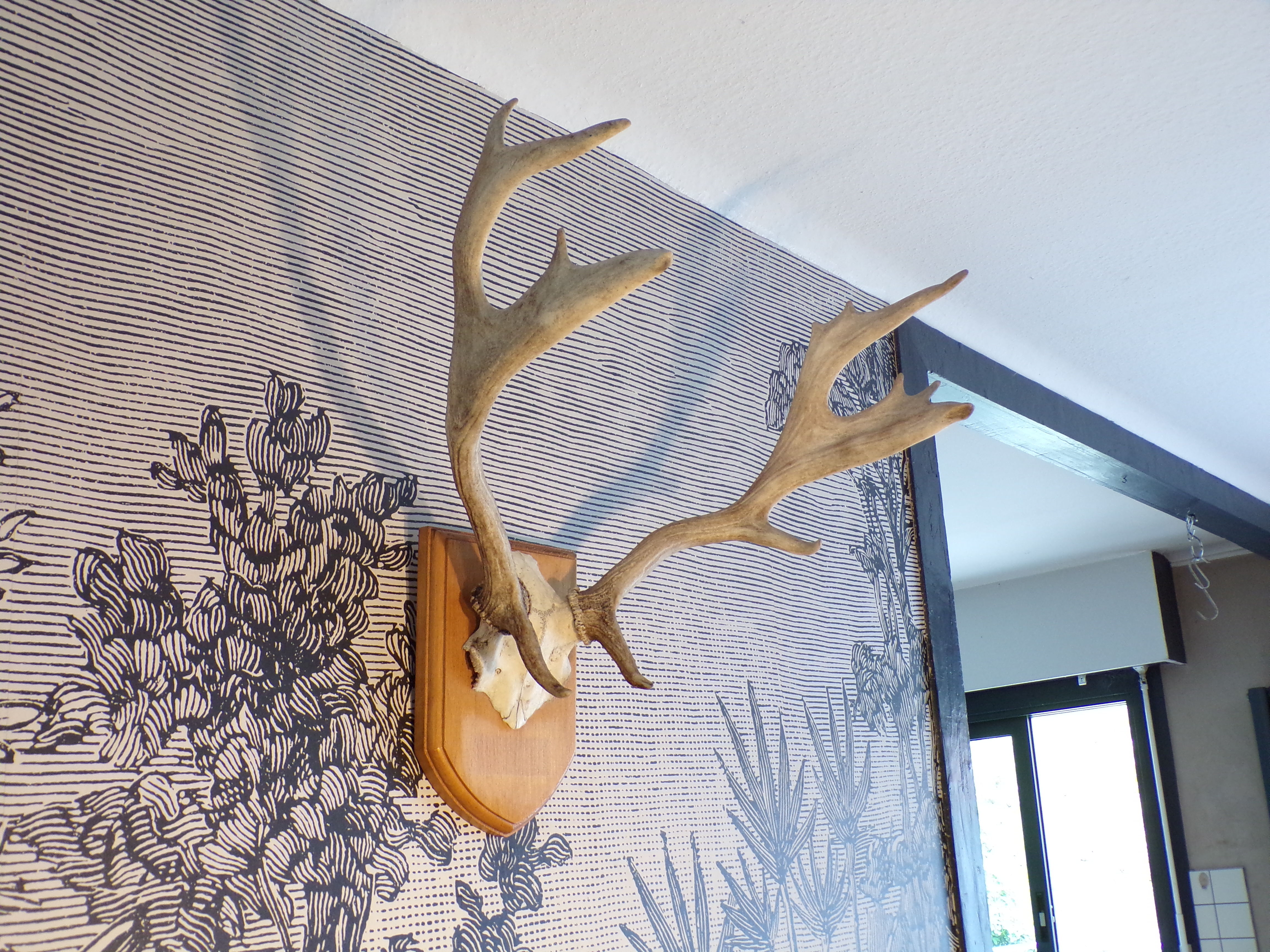 Suede hunting trophy