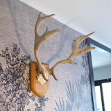 Suede hunting trophy