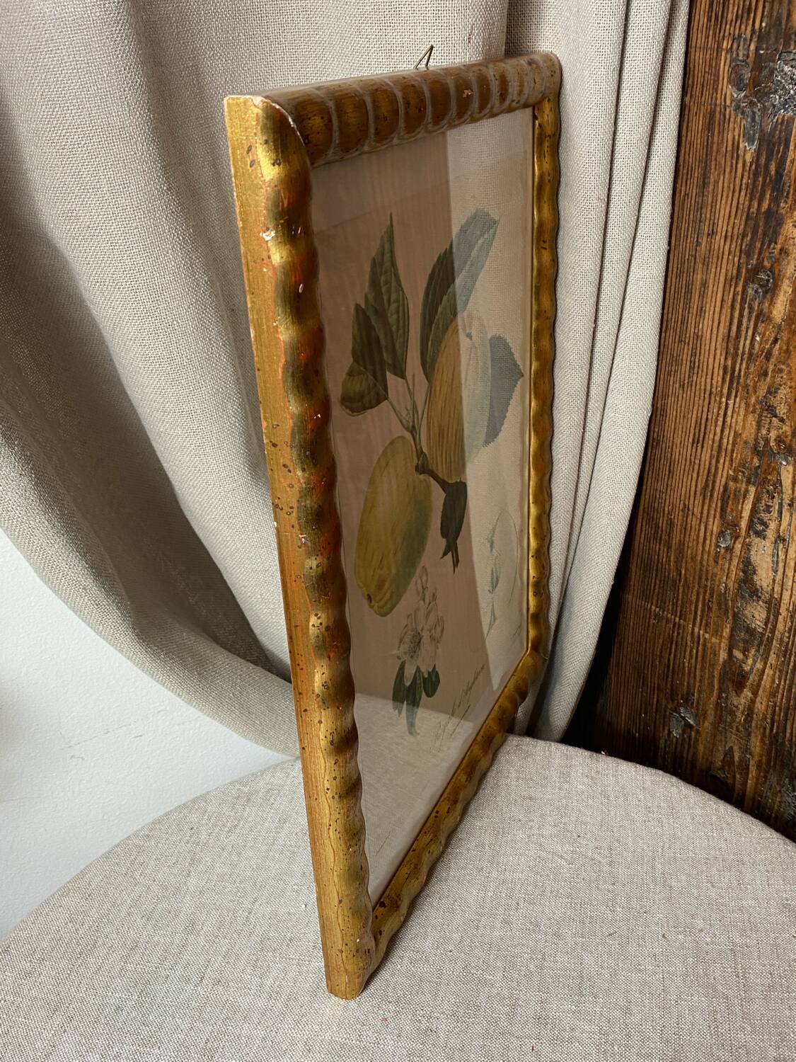 Botanical poster, Langlois print, Royal apple of England