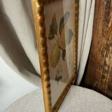 Botanical poster, Langlois print, Royal apple of England