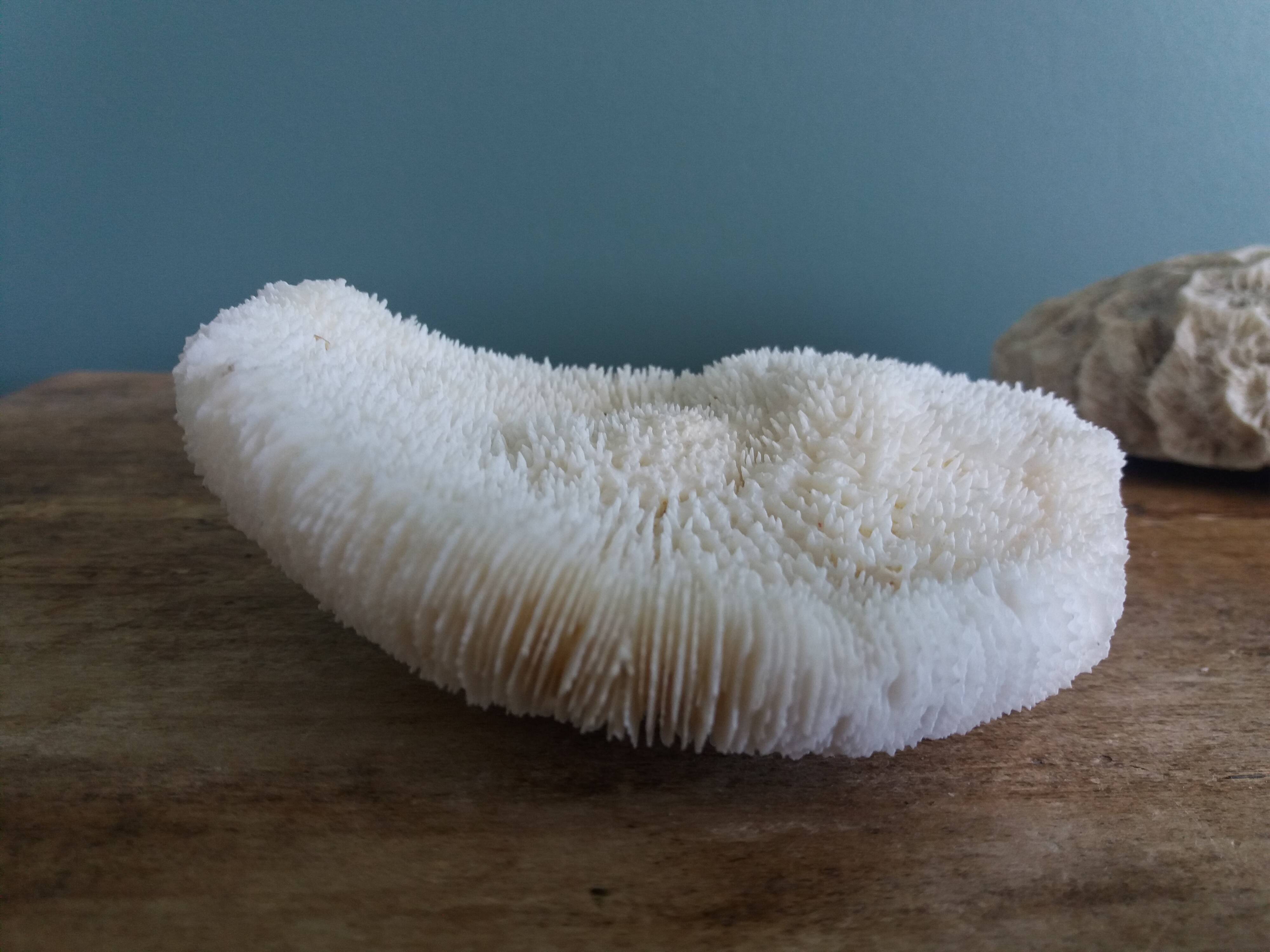 mushroom coral Fungia and Mussismilia brain coral