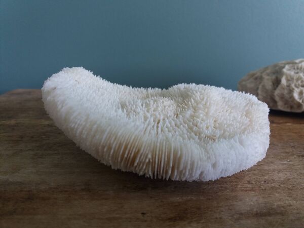corail champignon Fungia et Mussismilia corail cerveau