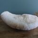 corail champignon Fungia et Mussismilia corail cerveau