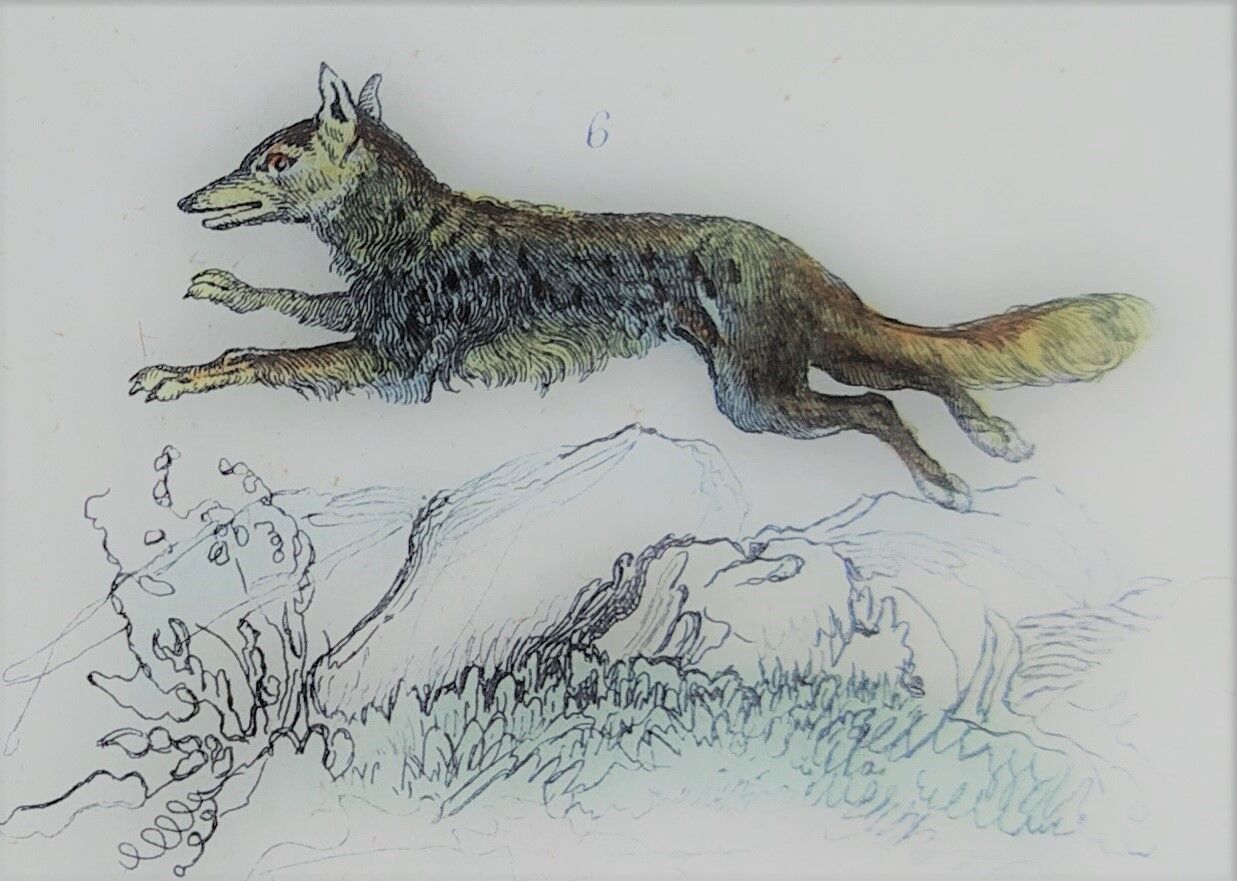Original zoological plate " Caracal - Serval - Ocelot - &c... " Buffon (1836)