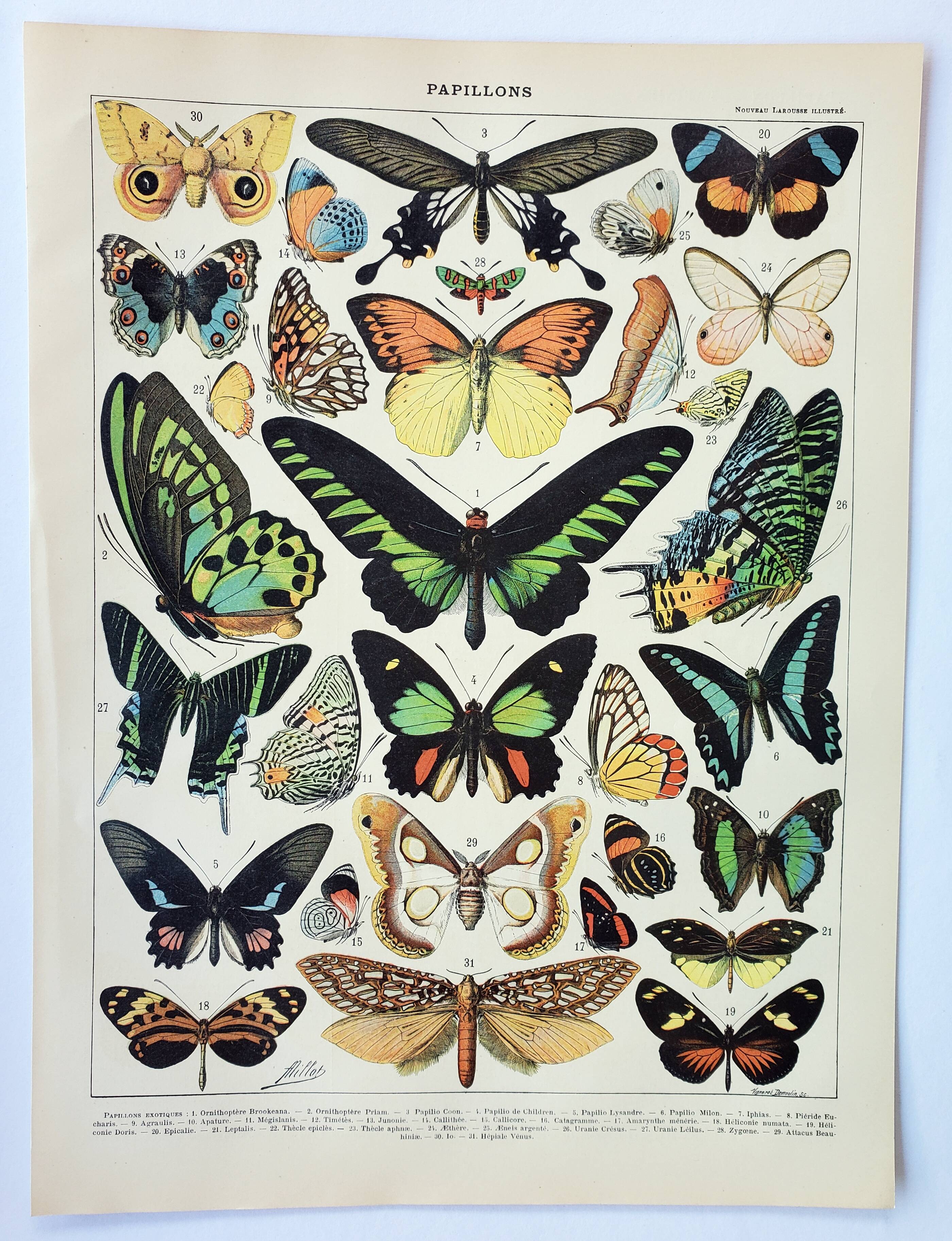 Old engraving 1898, Exotic butterflies, insects • Lithograph, Original plate