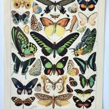 Old engraving 1898, Exotic butterflies, insects • Lithograph, Original plate