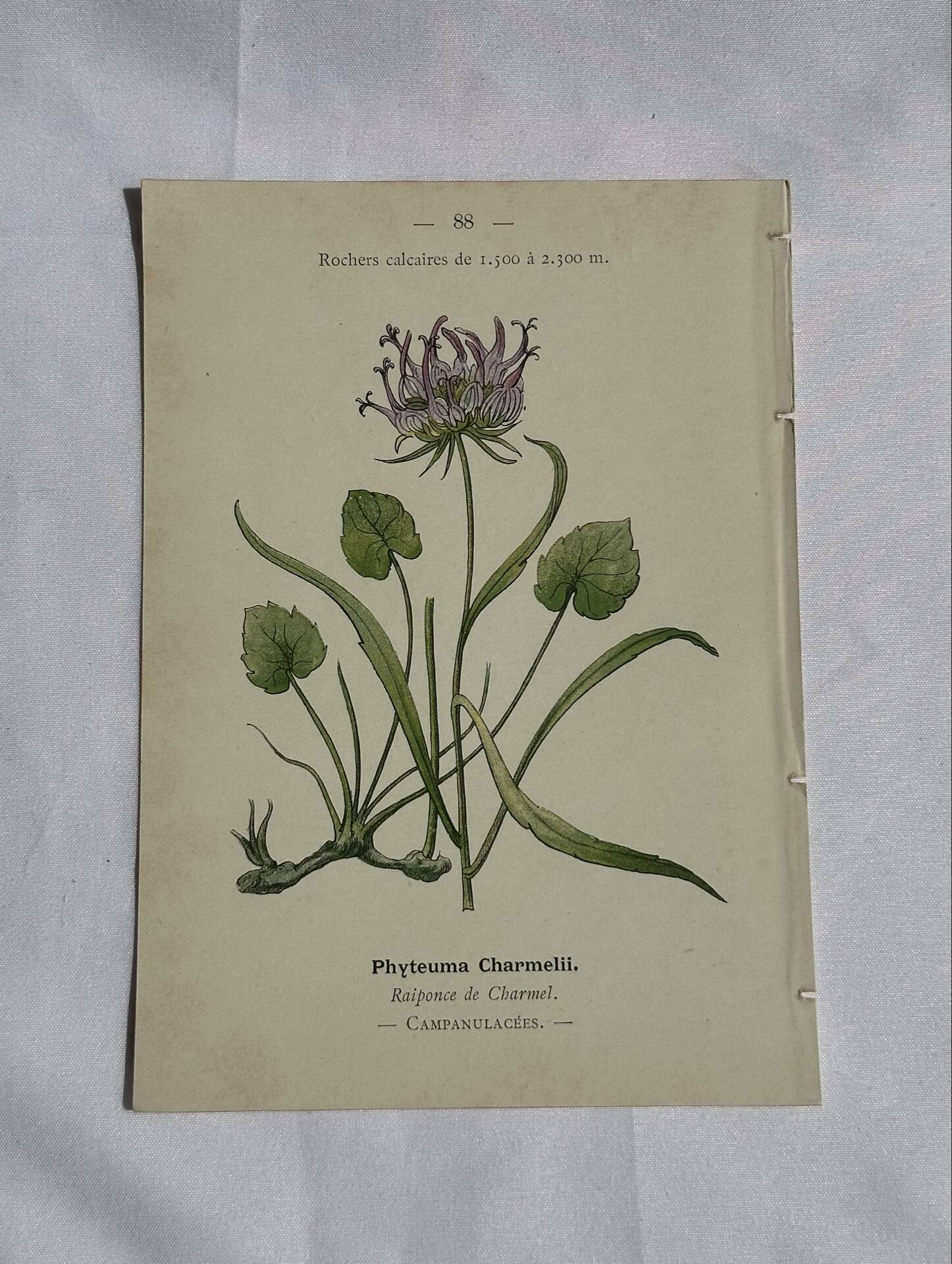 Gravure Botanique Ancienne XIXe – Lithographies Naturalistes  Fleurs &