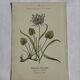 Gravure Botanique Ancienne XIXe – Lithographies Naturalistes  Fleurs &