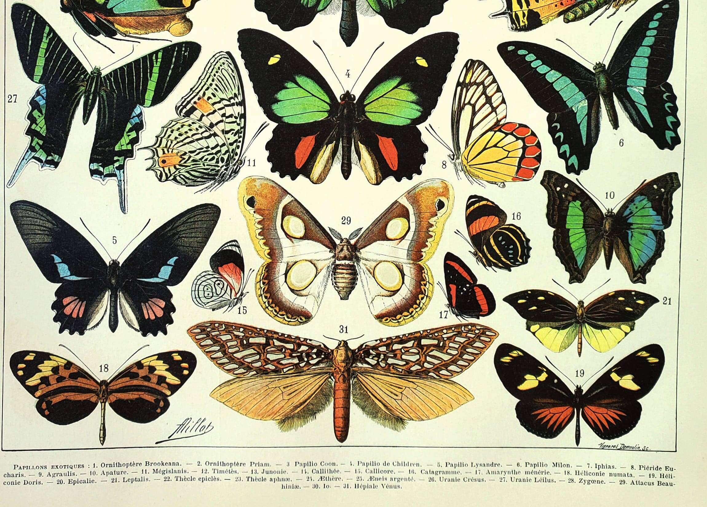 Gravure ancienne 1897 - Papillons exotique de Millot. Illustration vintage