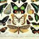 Gravure ancienne 1897 - Papillons exotique de Millot. Illustration vintage
