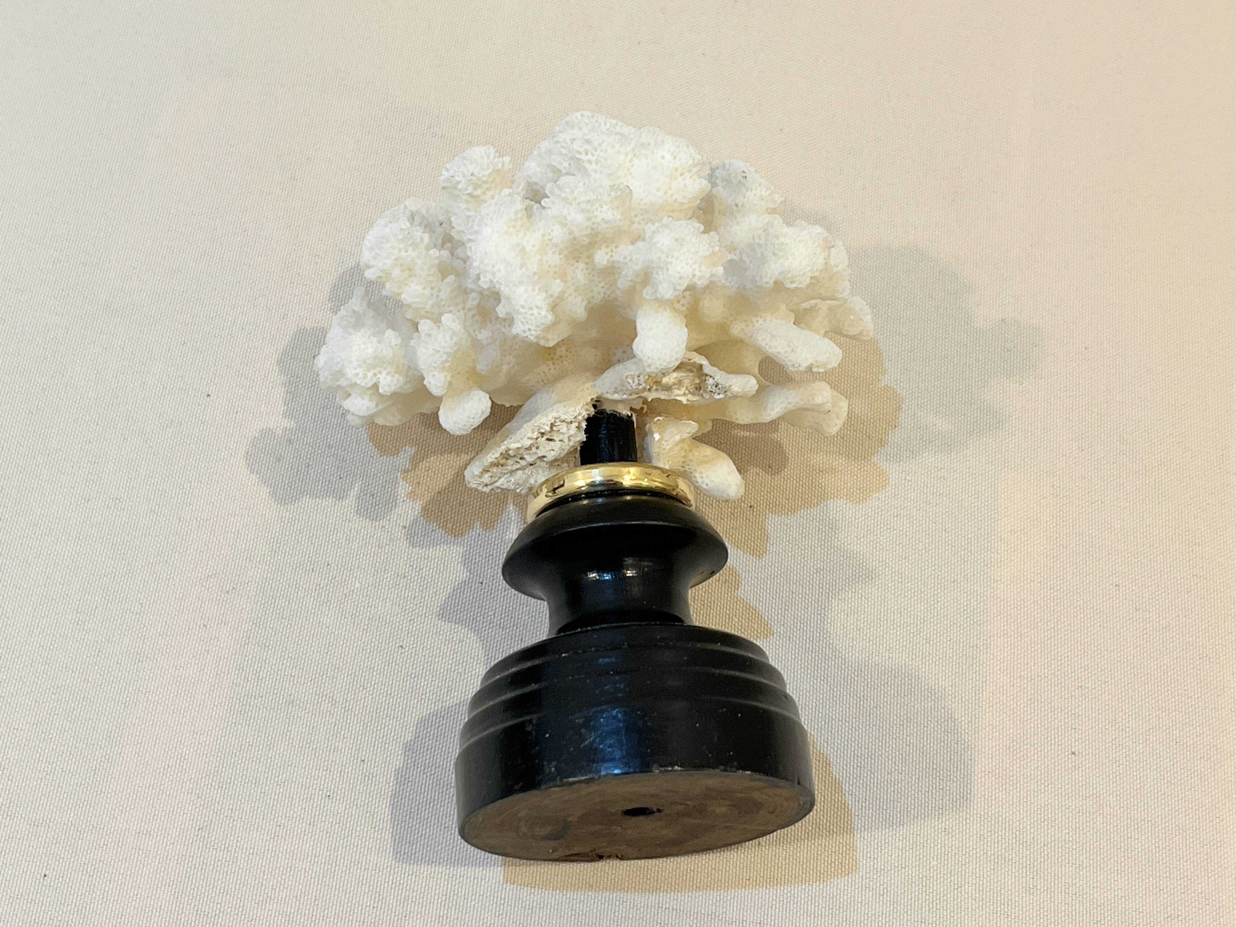 Antique natural white bush coral on wooden base Napoleon III cabinet of curiosities