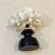 Antique natural white bush coral on wooden base Napoleon III cabinet of curiosities