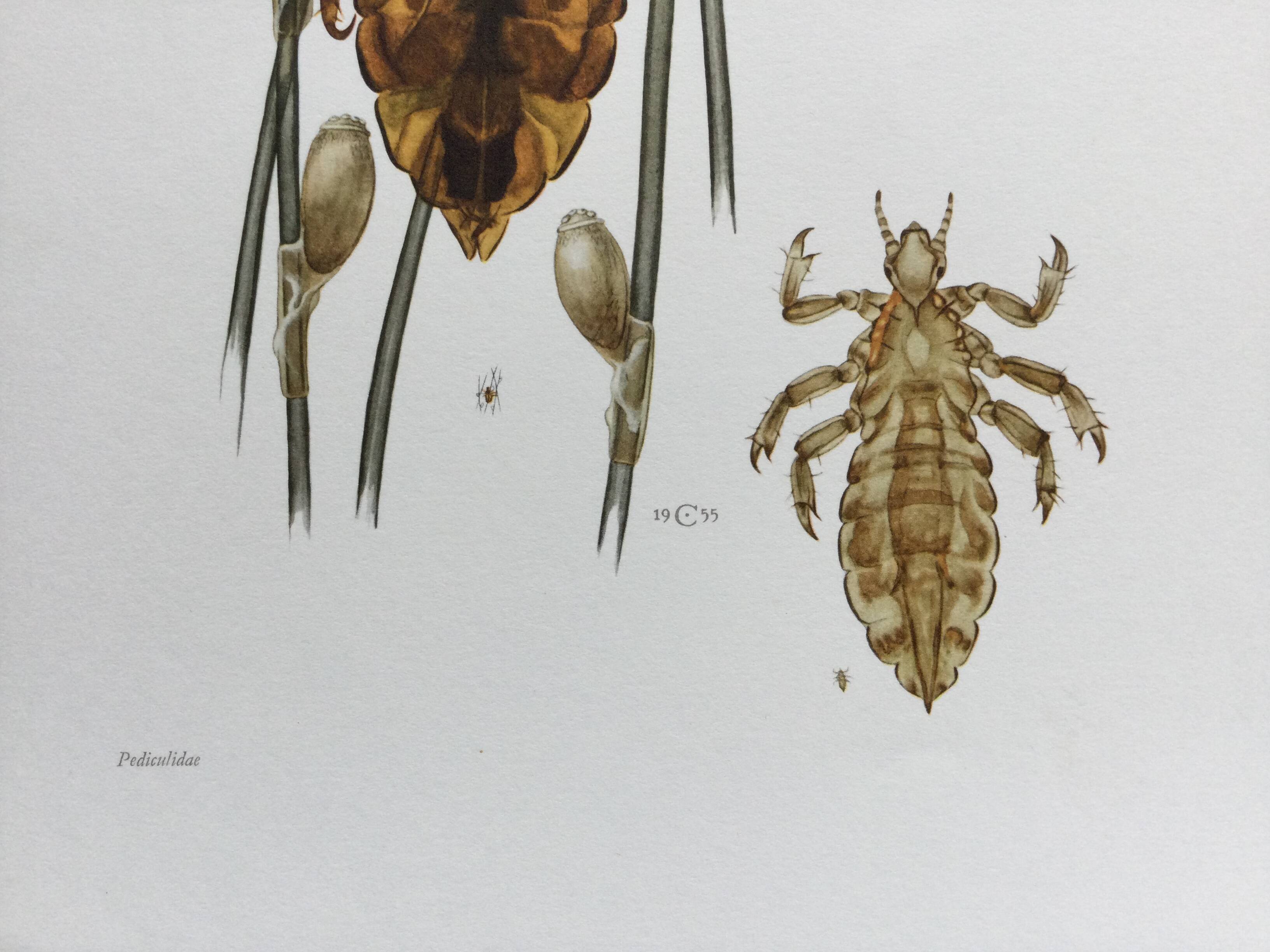 Old illustration "insects", 1960s.