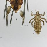 Illustration ancienne "insectes", années 60.