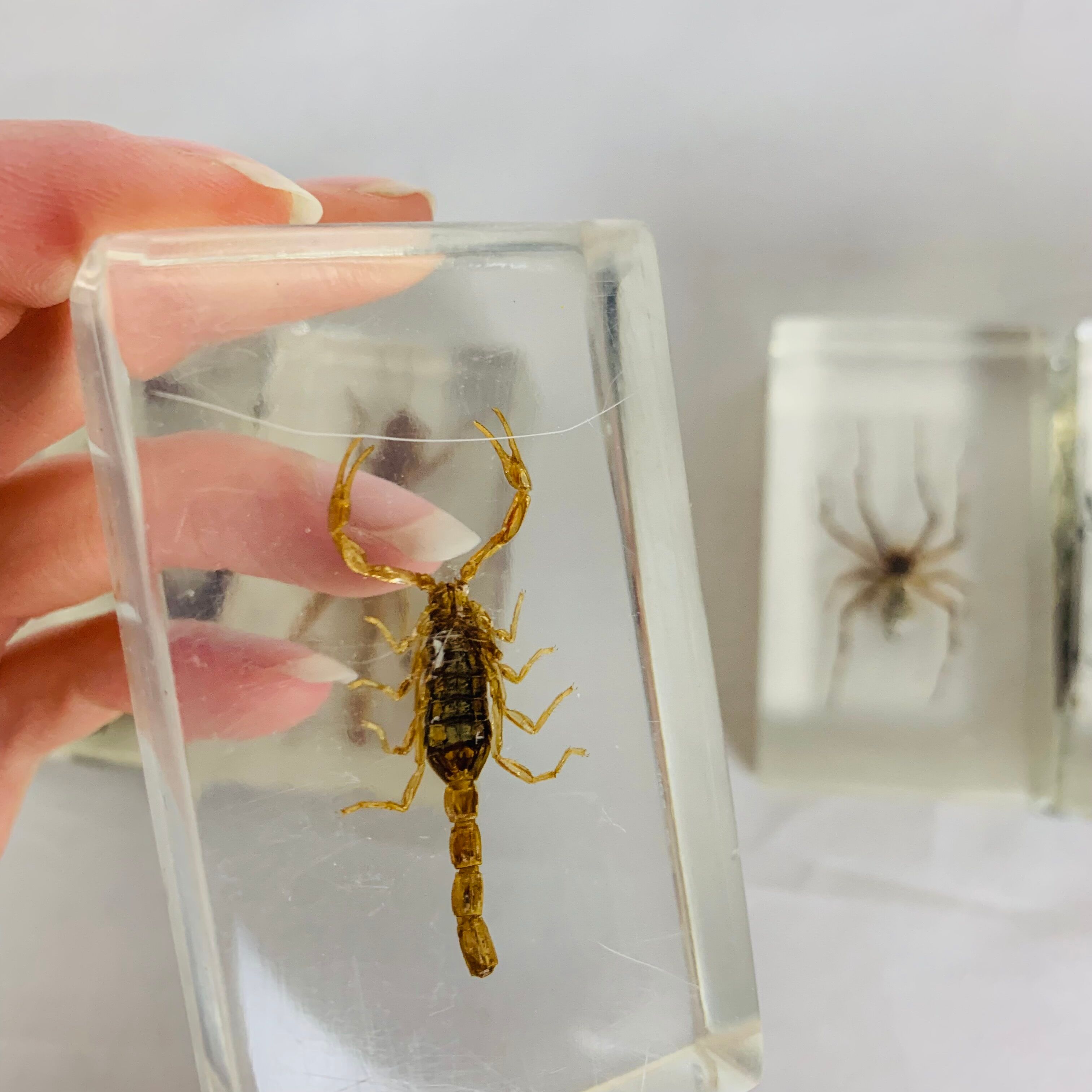 Set of 6 insects inclusion in resin