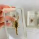 Set of 6 insects inclusion in resin