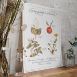 Stimulating aperitif tisane botanical board