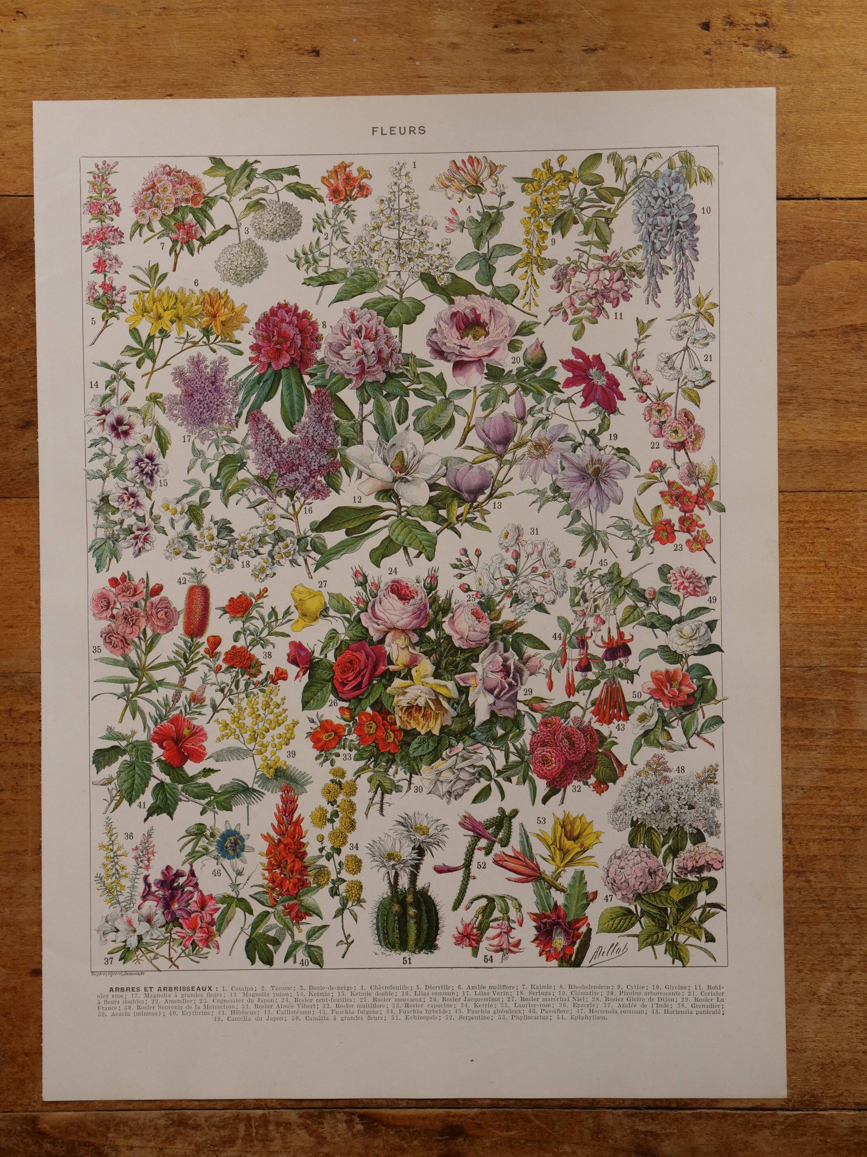 Lithographies originales sur les fleurs