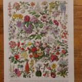 Lithographies originales sur les fleurs