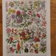Lithographies originales sur les fleurs