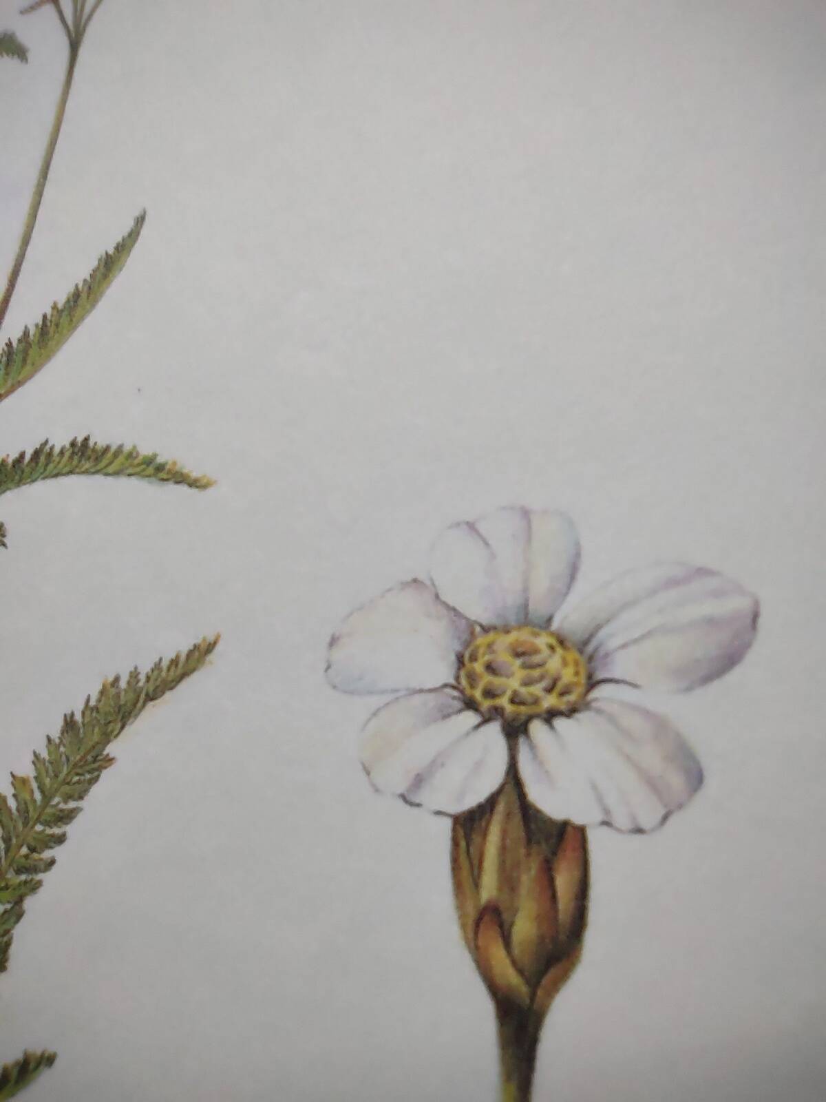 Gravure botanique - Millefeuille