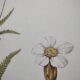 Gravure botanique - Millefeuille