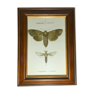 Gravure botanique ancienne papillon encadré 1900 G Denise