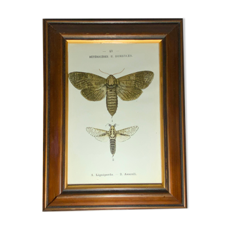 Ancient botanical engraving butterfly framed 1900 G Denise