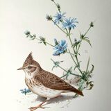 Bird board 60s