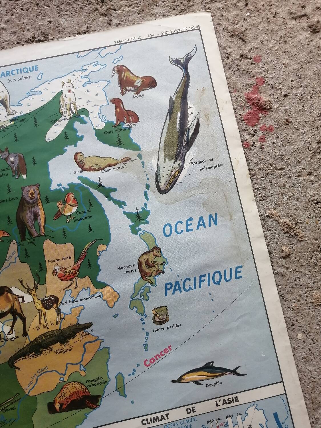 Vintage school map mdi North America-Asia Wildlife