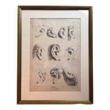 Old Print Engraving 19th Century Framed Academic Study Ear Van Bree