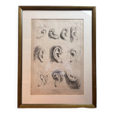 Ancien Estampe Gravure XIXème Encadrée Etude Académique Oreille Van Bree