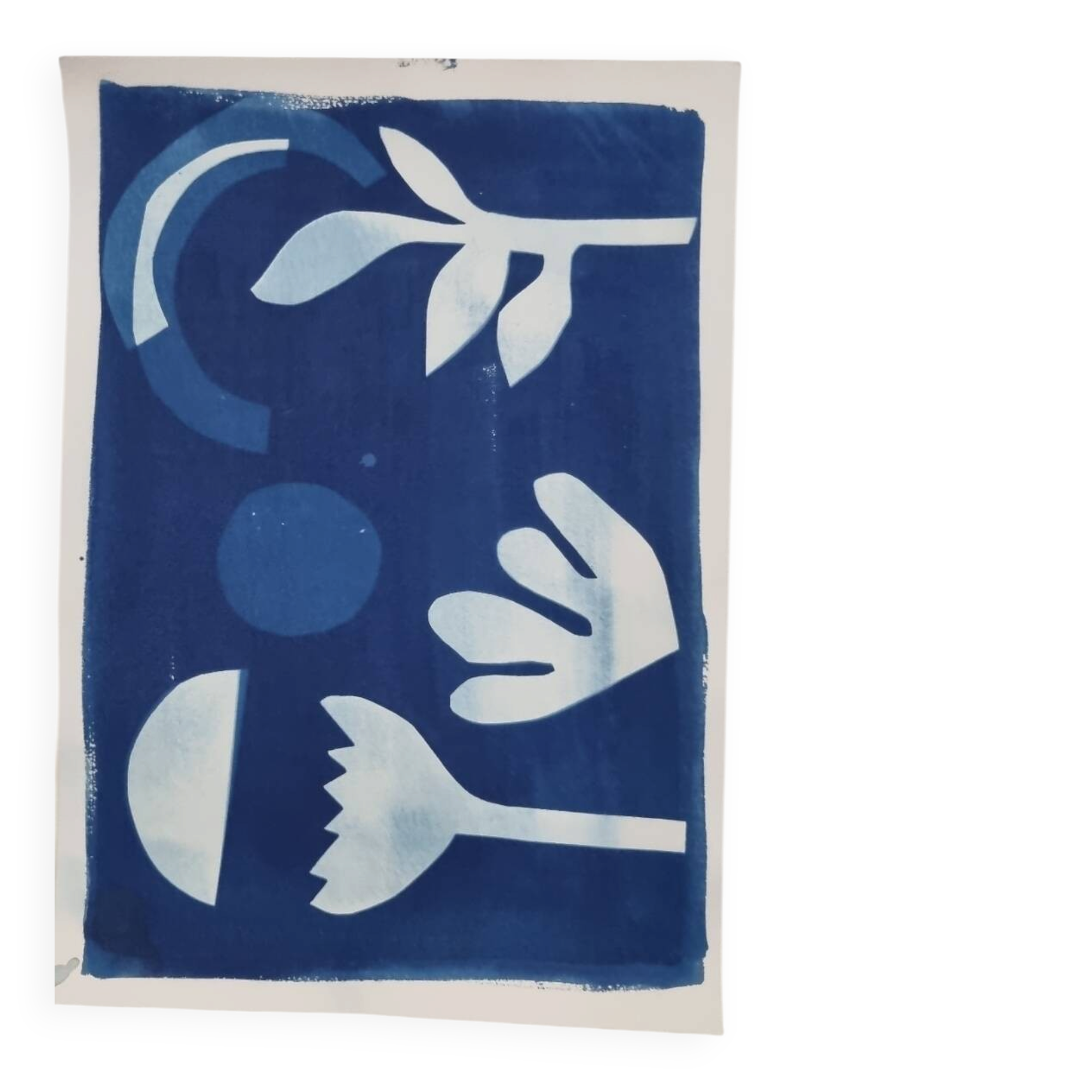 Cyanotype wall decor