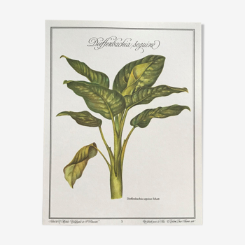 Planche botanique Dieffenbachia seguine