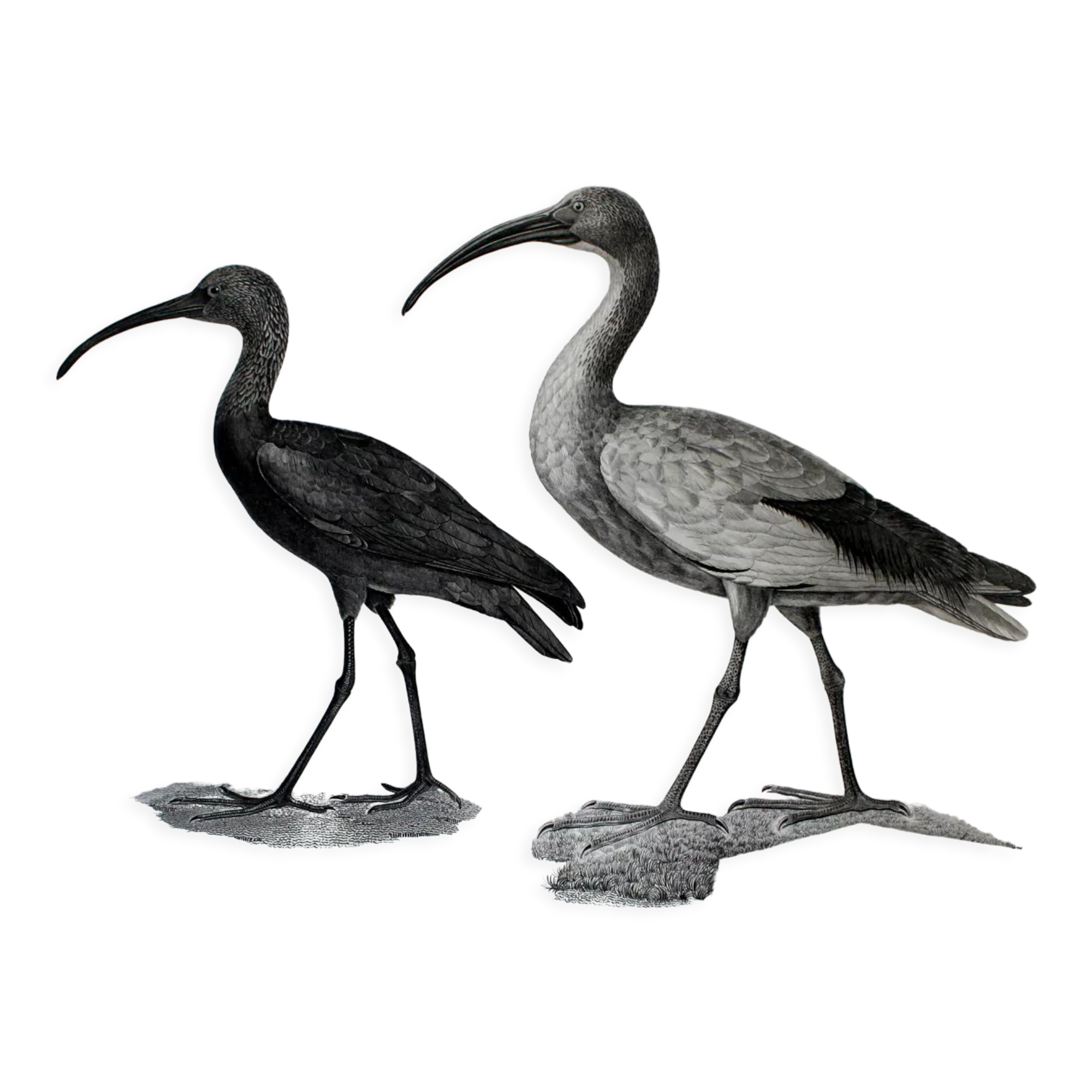 Engraving birds - chalcography of the louvre original. de redouté - ibis sacré and ibis noir