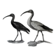 Engraving birds - chalcography of the louvre original. de redouté - ibis sacré and ibis noir