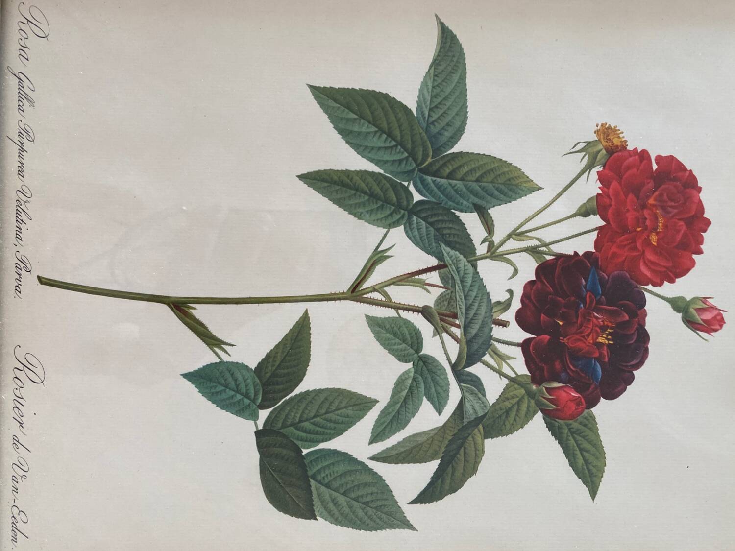 Botanical plate PJ Redouté lithograph Rosier Van Eeden