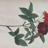 Botanical plate PJ Redouté lithograph Rosier Van Eeden