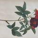 Botanical plate PJ Redouté lithograph Rosier Van Eeden