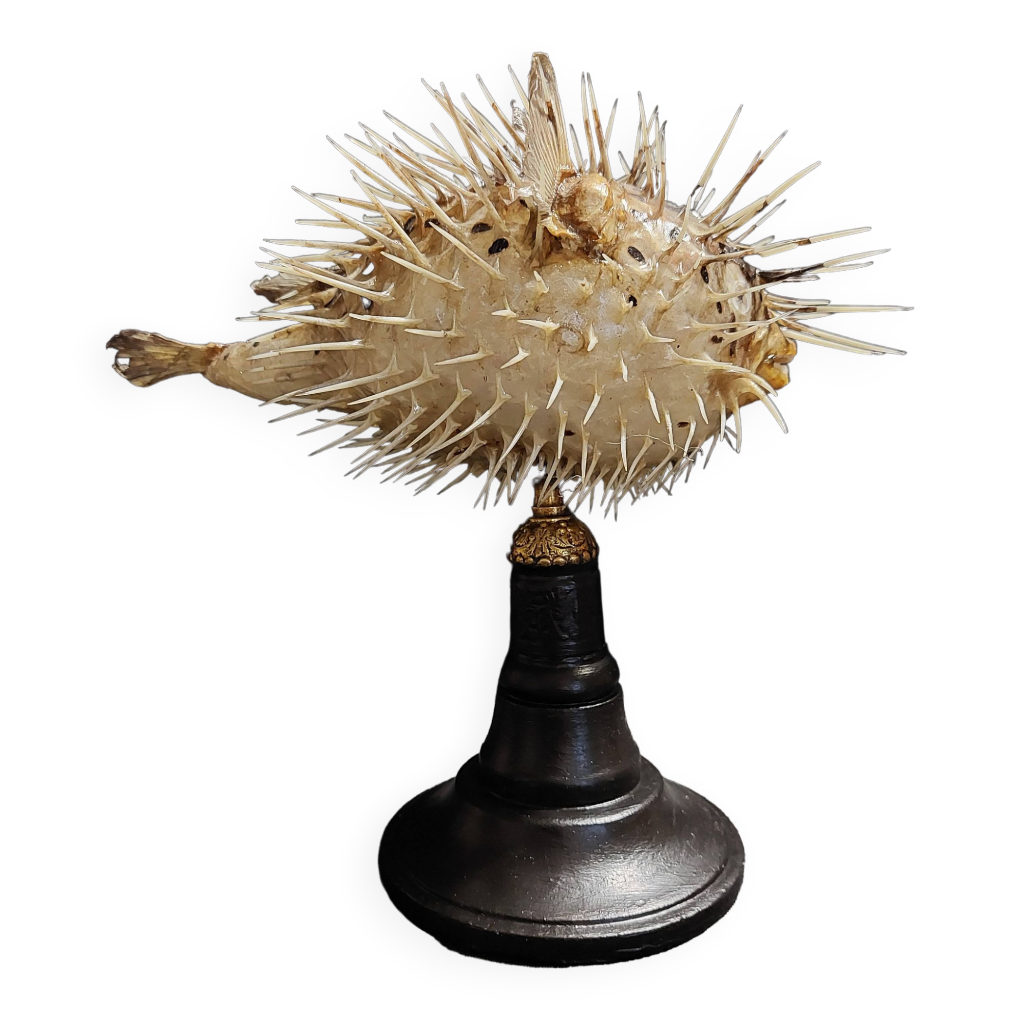 Cabinet of Curiosities naturalized fish diodon holocanthus on base